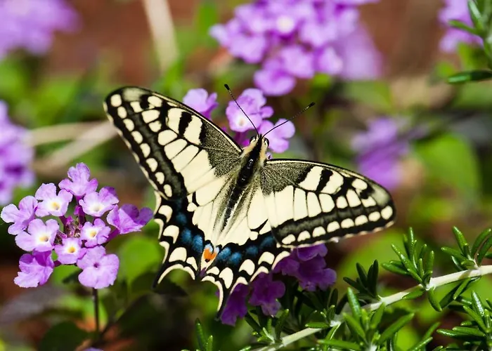 شقة فندقية Pandora Pírgos Dhiroú